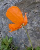 View full-size image Papaver oreophilum