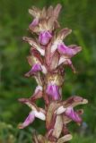 View full-size image Anacamptis collina subspecies fedtschenkoi