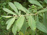 Salix cinerea. Ветвь. Курская обл., Железногорский р-н, пос. Каменец, ур. Жуковец, лес. 27 июля 2007 г.