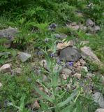 View full-size image Anchusa leptophylla