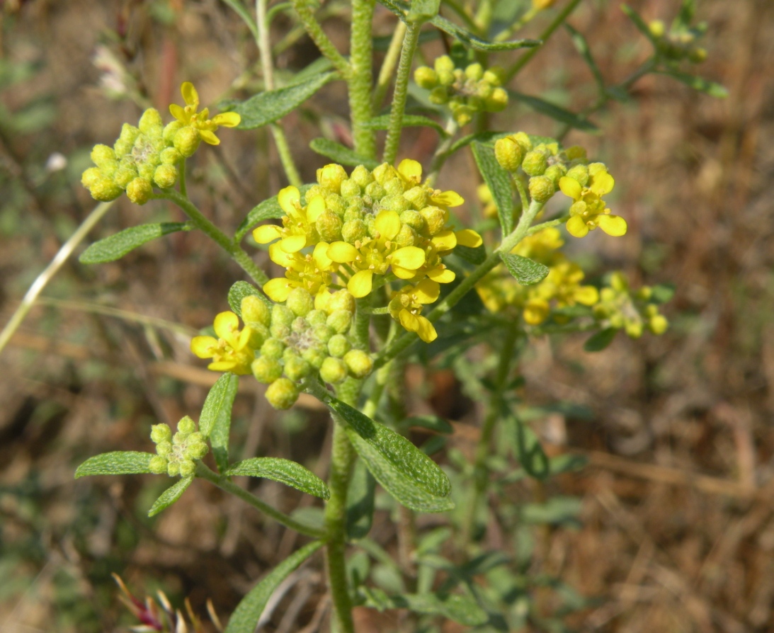 Image of Odontarrhena tortuosa specimen.