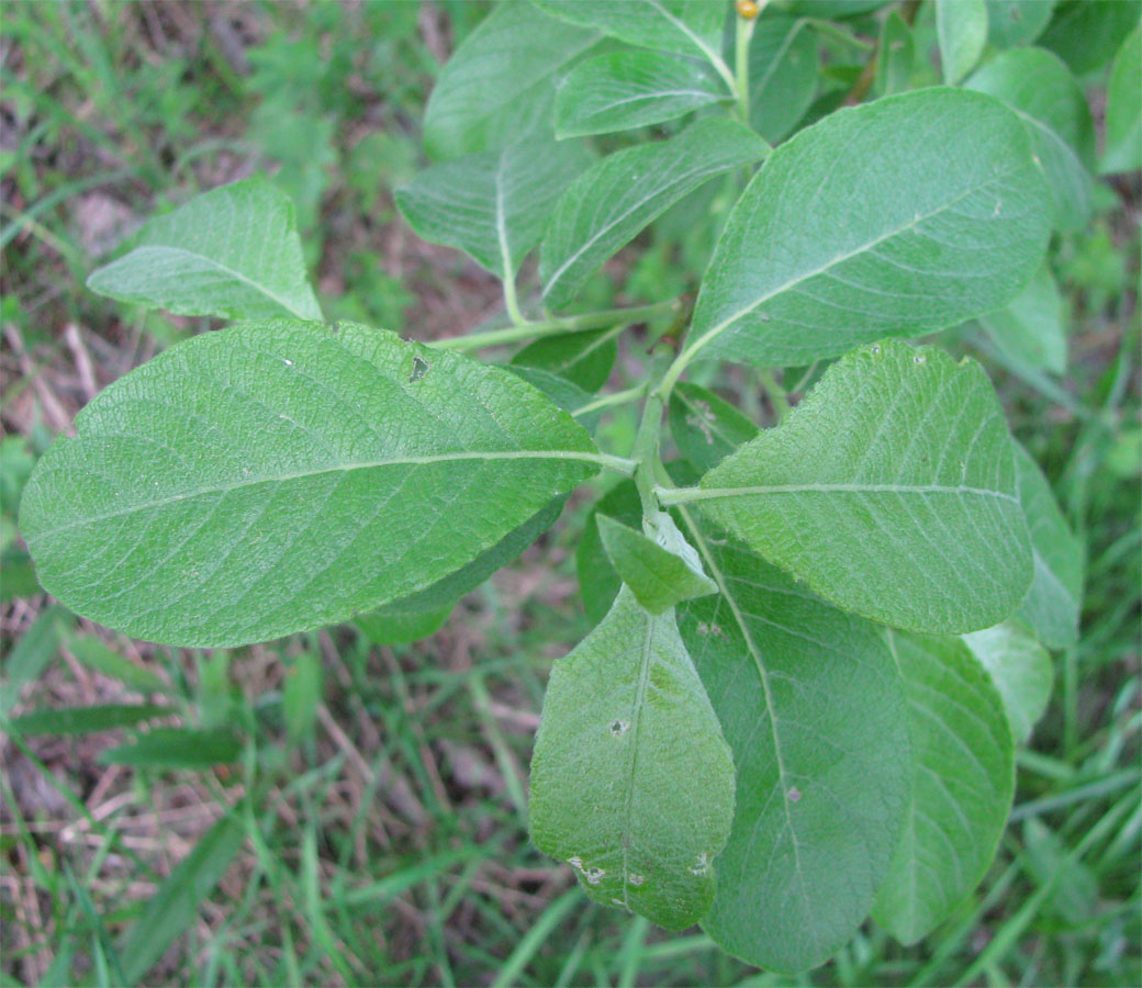 Image of Salix &times; reichardtii specimen.