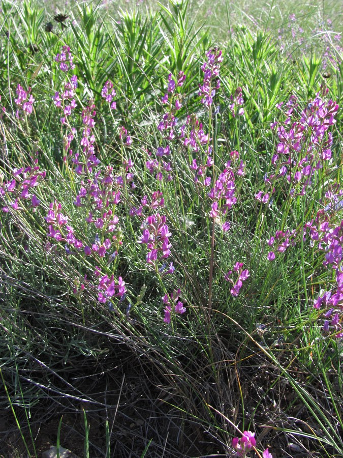 Image of Astragalus tauricus specimen.