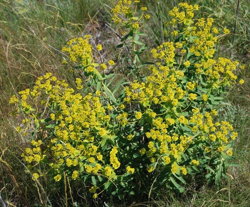 Image of Euphorbia stepposa specimen.