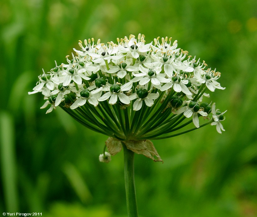 Image of Allium nigrum specimen.