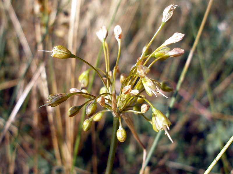 Изображение особи Allium paczoskianum.