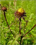 Inula salicina