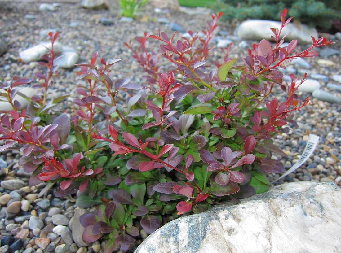 Image of Berberis thunbergii specimen.