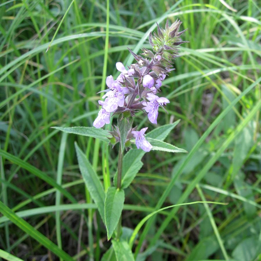 Изображение особи Stachys palustris.