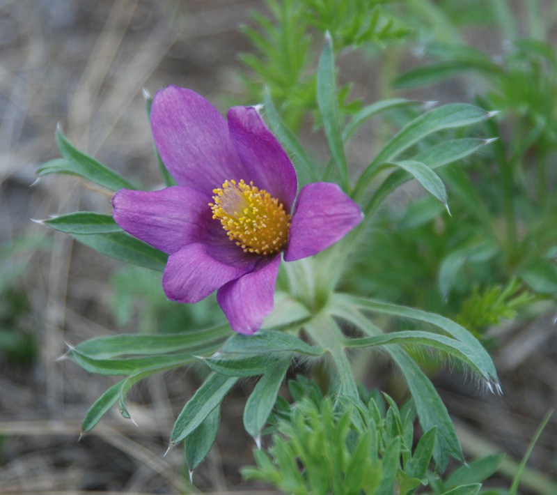 Image of Pulsatilla turczaninovii specimen.