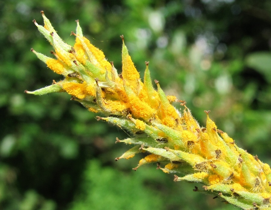 Image of Salix phylicifolia specimen.