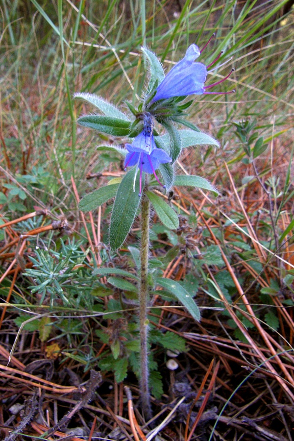 Image of Echium vulgare specimen.