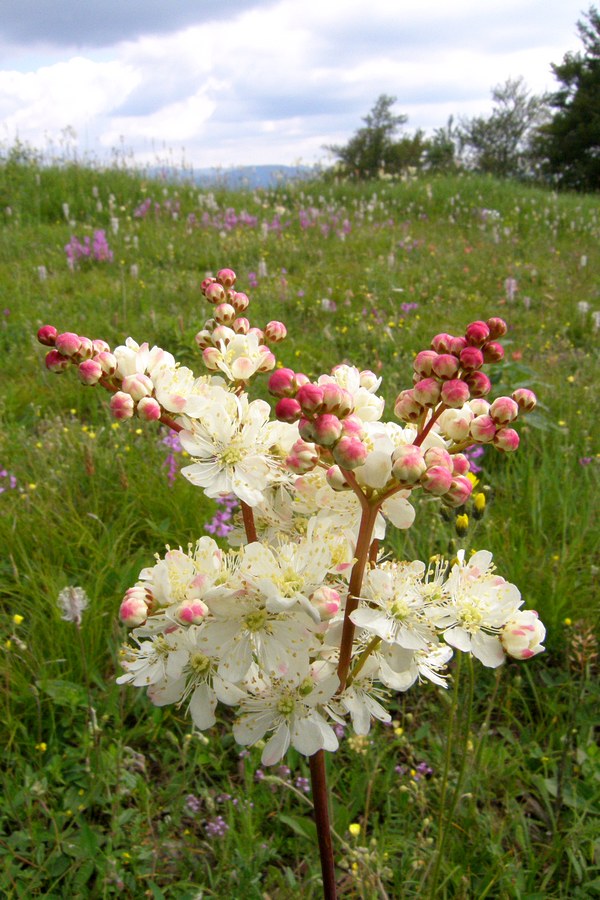 Image of Filipendula vulgaris specimen.