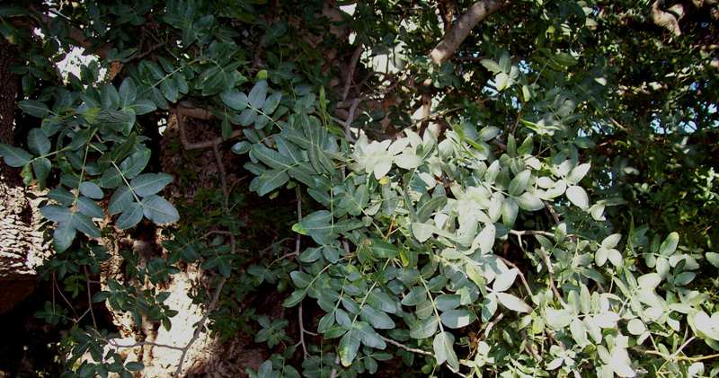 Image of Pistacia mutica specimen.