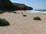 Salsola pontica. Растения на песчано-ракушечниковом пляже. Крым, Керченский п-ов, РЛП Караларская степь. 24.09.2011.