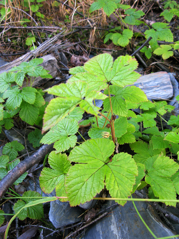 Image of Rubus humulifolius specimen.