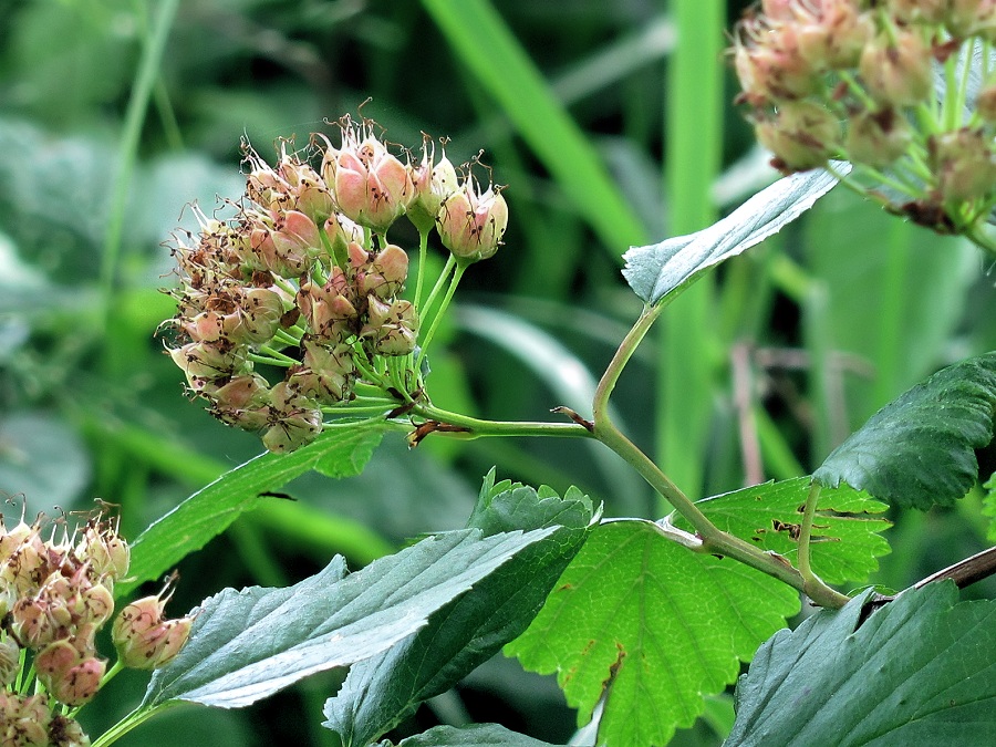 Image of Physocarpus opulifolius specimen.