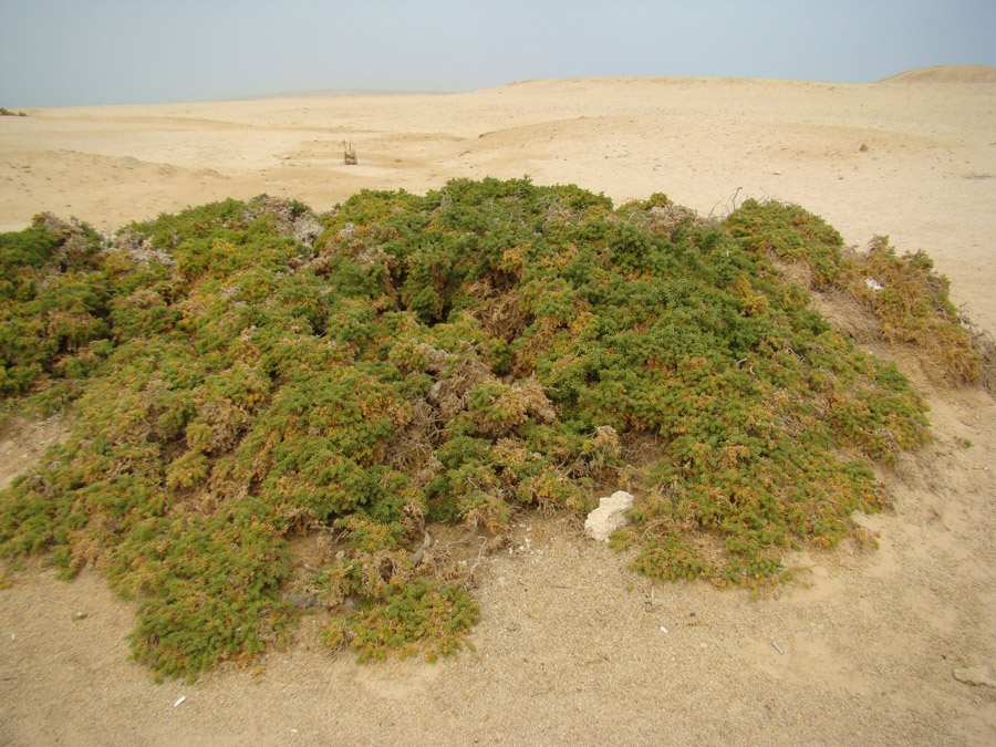 Image of familia Chenopodiaceae specimen.