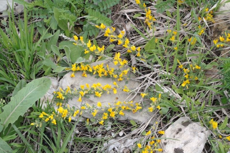 Image of Chamaecytisus wulffii specimen.