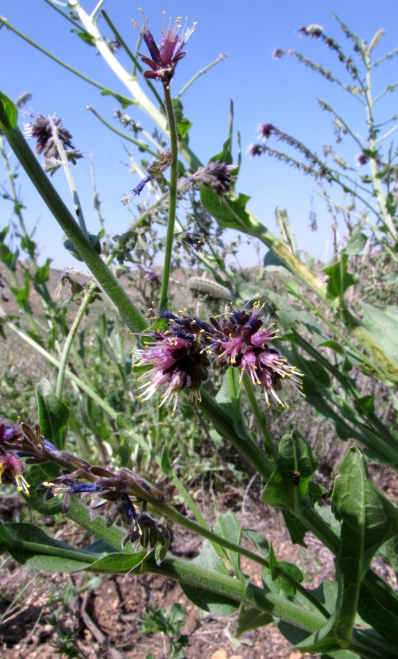 Изображение особи Solenanthus circinnatus.