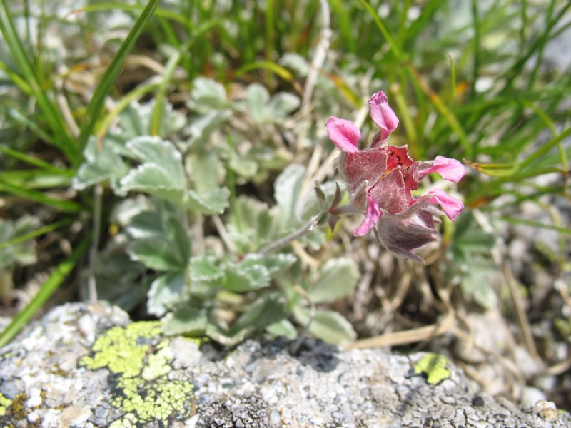 Изображение особи Potentilla divina.