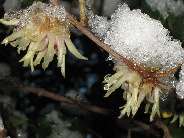 Image of Chimonanthus praecox specimen.