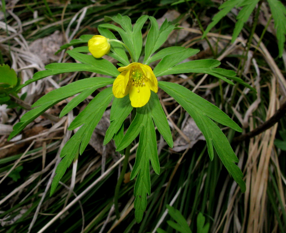 Image of Anemone irinae specimen.