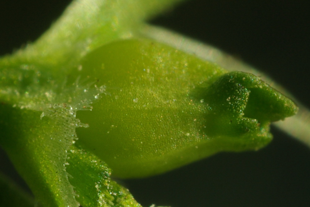 Image of Valerianella pontica specimen.