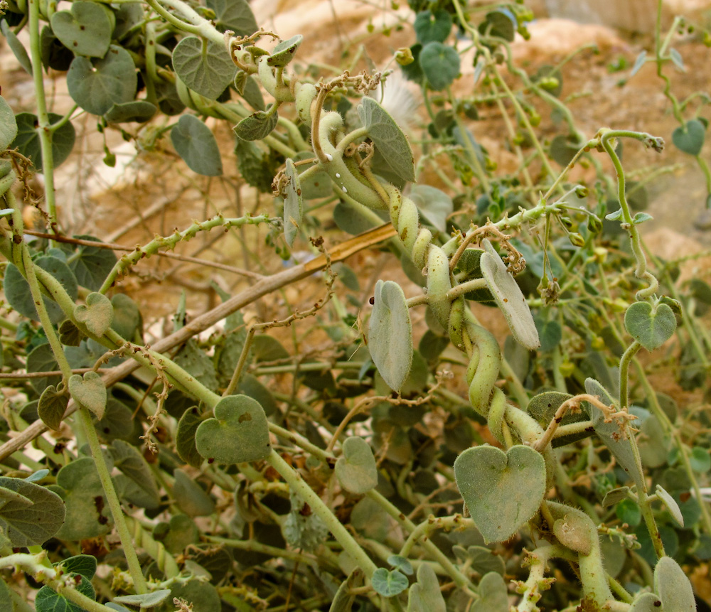 Image of Pergularia tomentosa specimen.