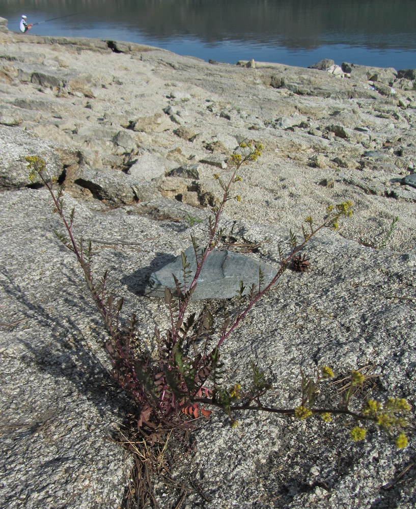 Image of Rorippa palustris specimen.