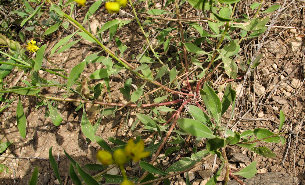 Изображение особи Haplophyllum buxbaumii.