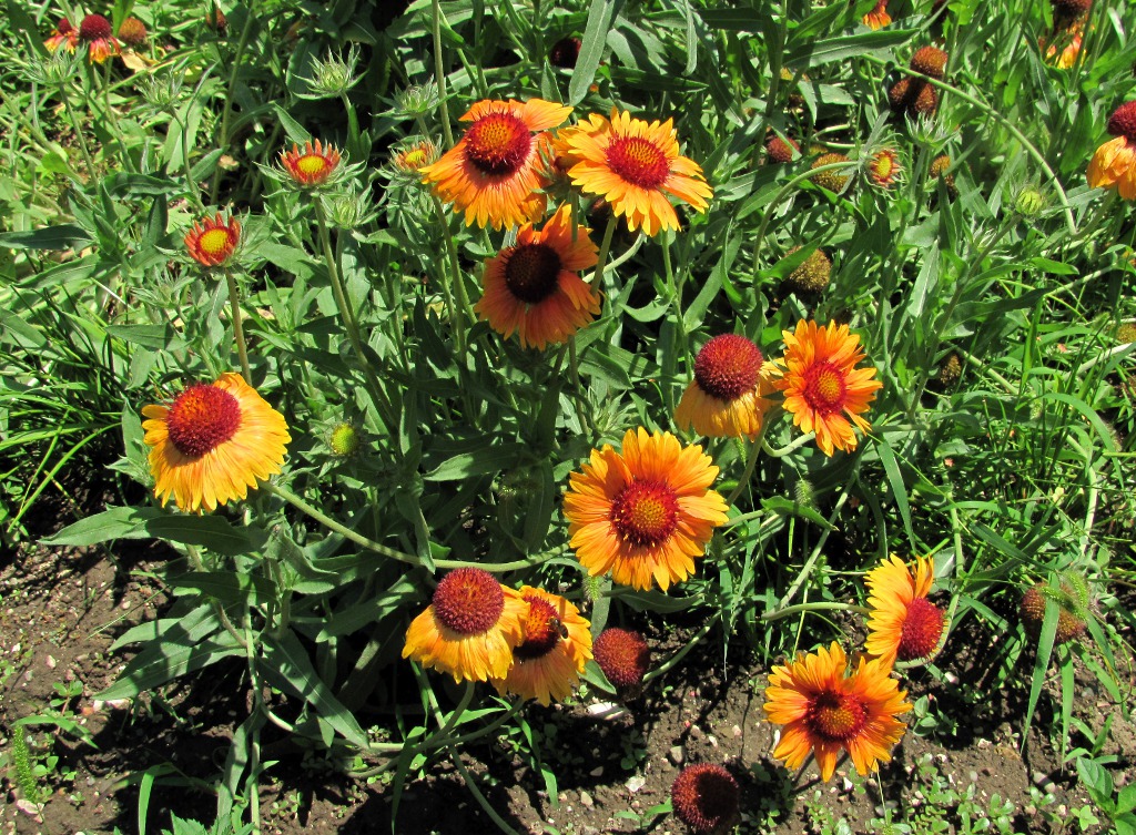 Image of Gaillardia aristata specimen.