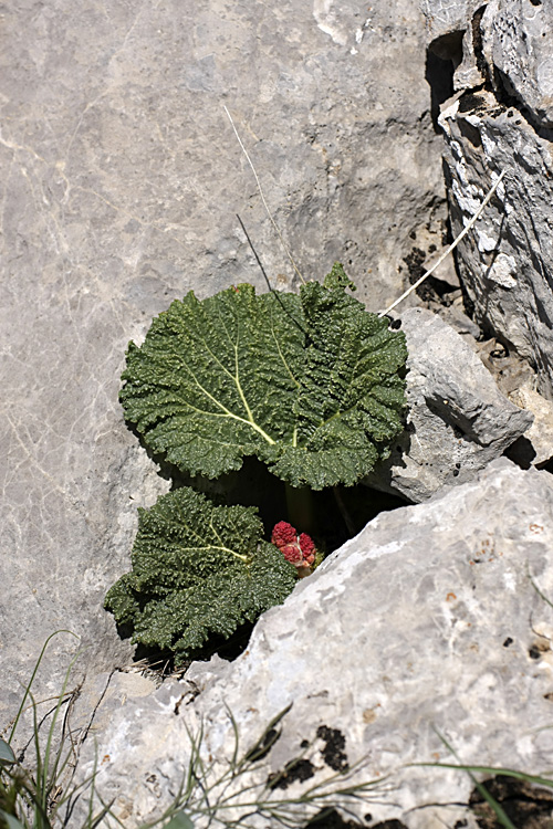 Image of Rheum cordatum specimen.