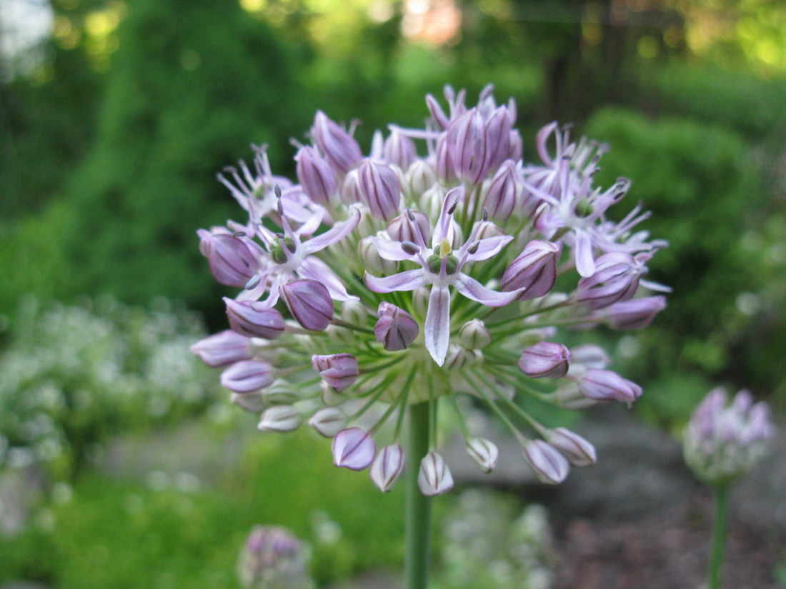 Image of Allium quercetorum specimen.