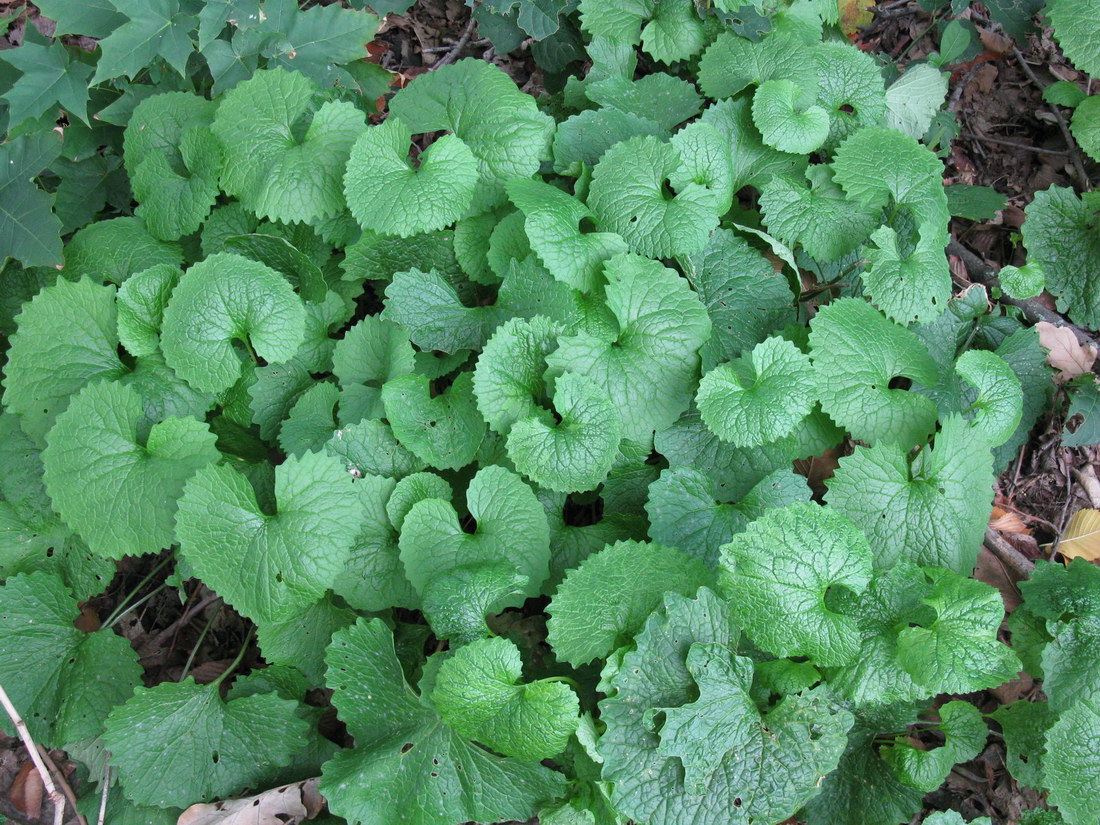 Image of Alliaria petiolata specimen.