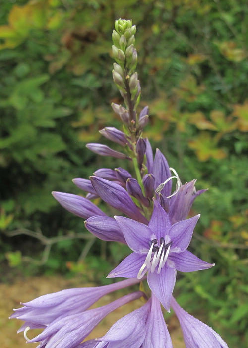 Image of genus Hosta specimen.