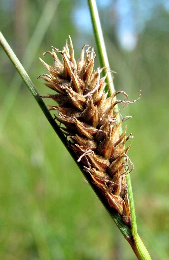 Изображение особи Carex lasiocarpa.