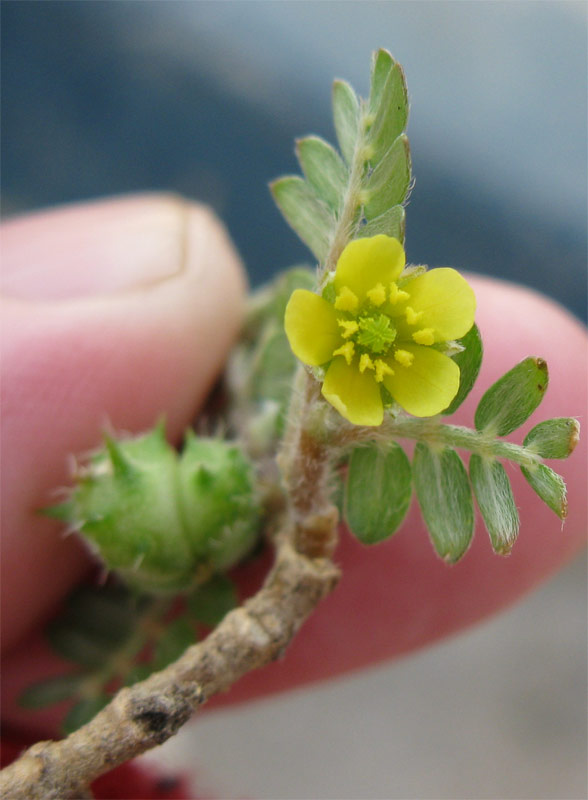 Image of Tribulus bimucronatus specimen.