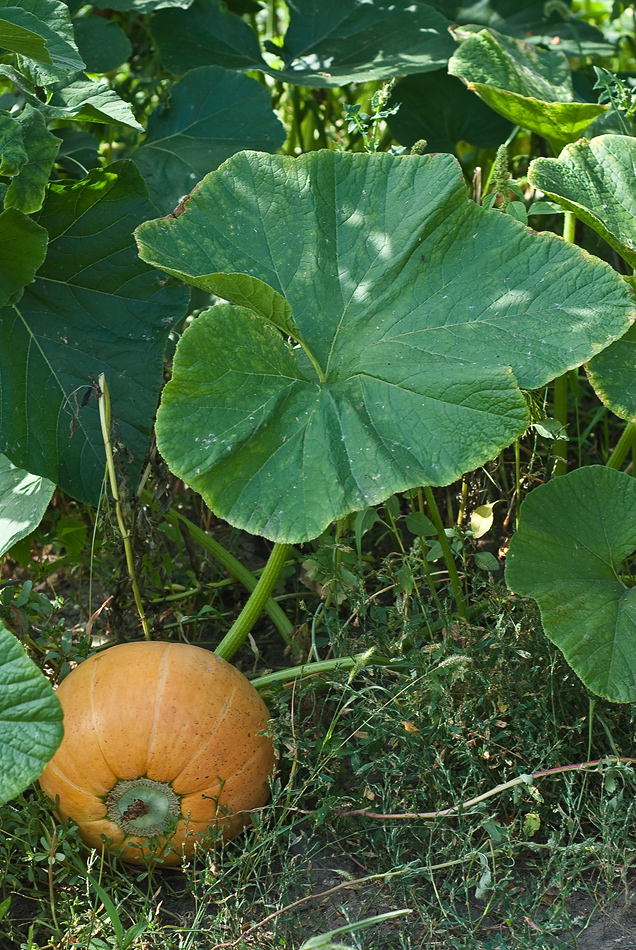 Изображение особи Cucurbita maxima.