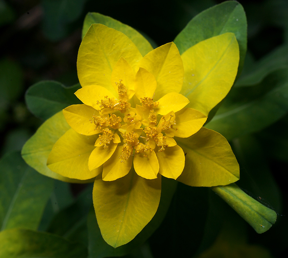 Изображение особи Euphorbia lingulata.