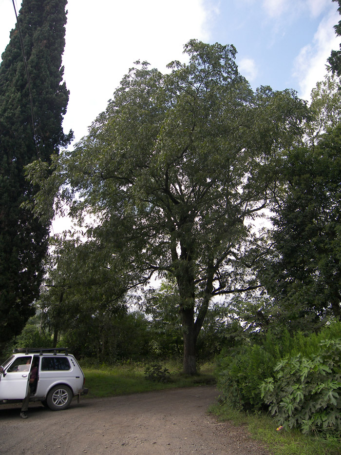 Image of Carya illinoinensis specimen.