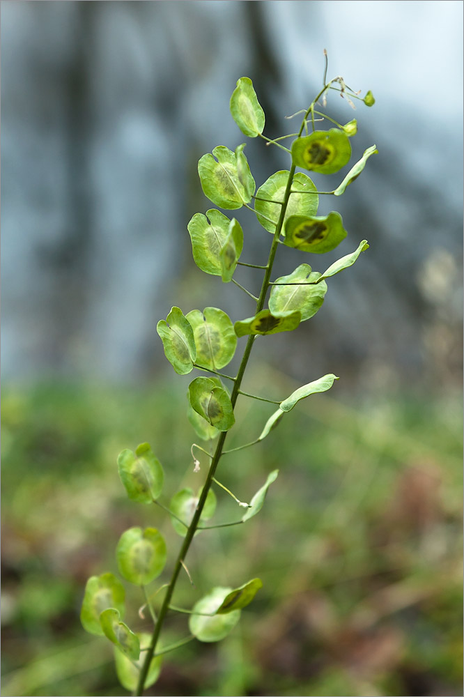 Image of Thlaspi arvense specimen.