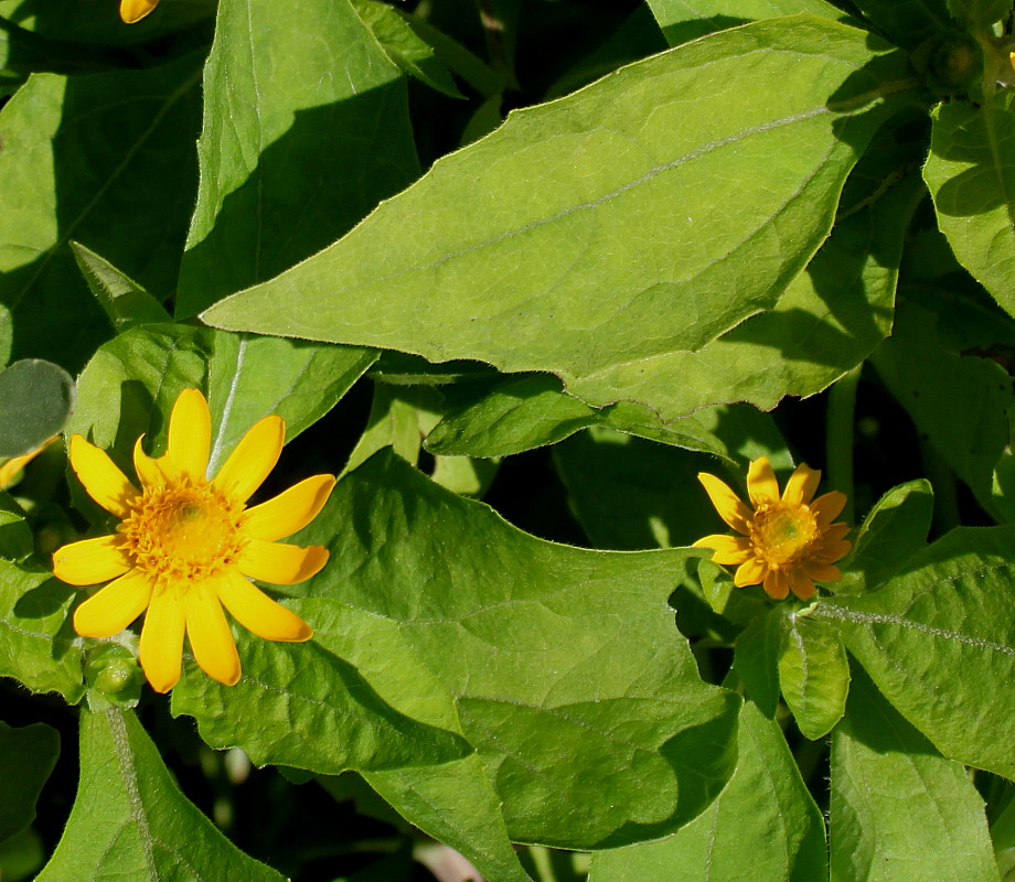 Изображение особи семейство Asteraceae.