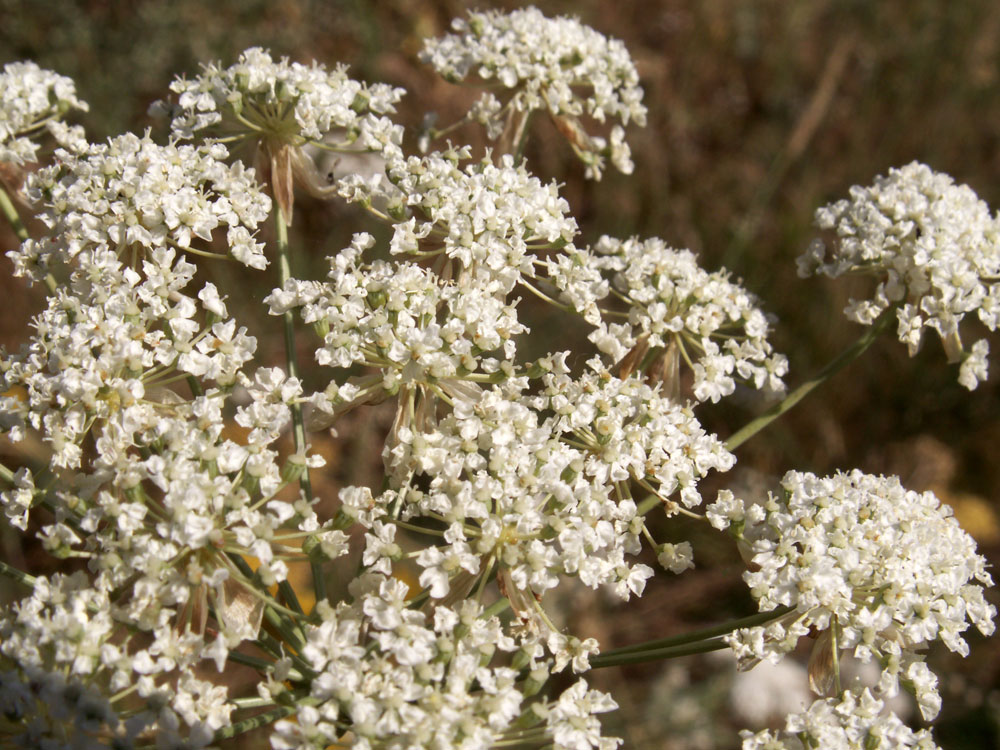 Image of Hyalolaena bupleuroides specimen.