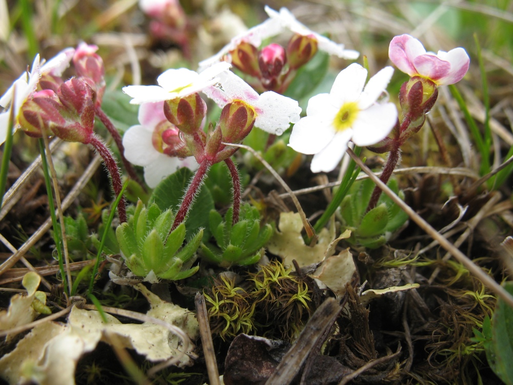 Изображение особи Androsace brachystegia.