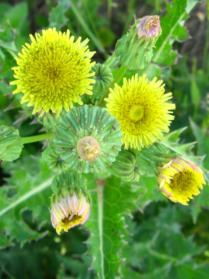 Image of Sonchus asper specimen.