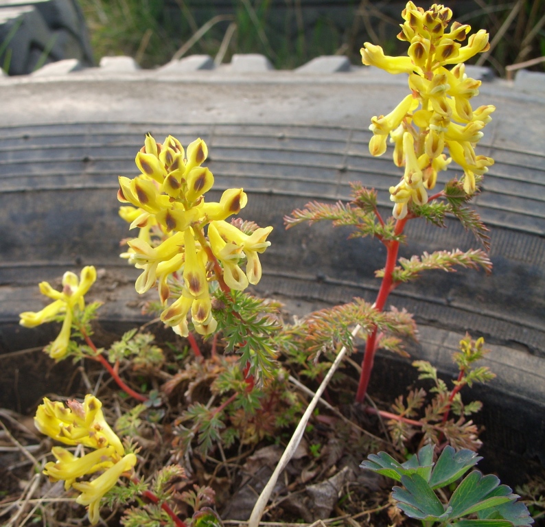 Image of Corydalis speciosa specimen.