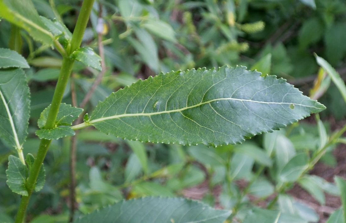 Image of Salix &times; alopecuroides specimen.