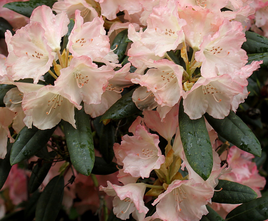 Изображение особи Rhododendron yakushimanum.