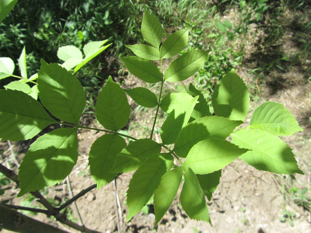 Image of Fraxinus ornus specimen.